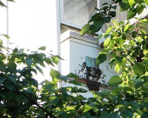 Роїння бджіл на балконі